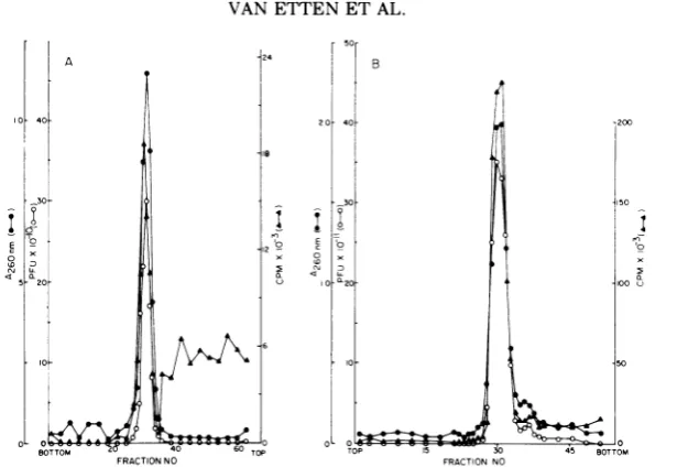 FIG. 4.tothe 35% A, Equilibrium centrifugation of phage 06 on a CsCI gradient; B, rate sedimation of phage 06 in a 10 linear sucrose gradient