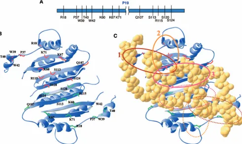 FIG. 1. Positions of siRNA binding sites on TBSV P19. (A) Diagram of selected P19 amino acids, which include P19/R18, P37, W39, T40, W42,K60, K67, K71, Q107, S113, R115, S120, and S124, to make single/combined amino acid substitutions