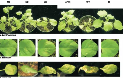 FIG. 5. Responses of different host plants upon infection with mutants M1, M2, and M3