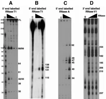 FIG. 1. Partial RNase digestion shows single- and double-stranded regions of RSE RNA. (A and B) The 5�was digested with increasing amounts of RNase TRNA was digested with increasing amounts of RNase A and resolved on an 8 M urea–15% polyacrylamide gel