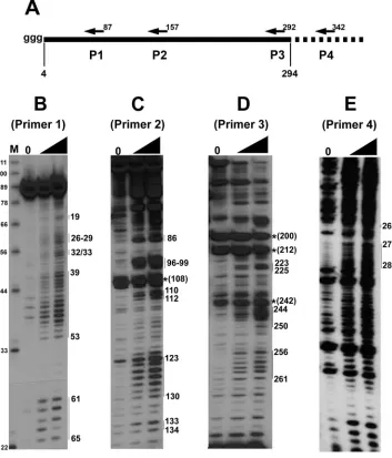 FIG. 2. SHAPE chemistry reveals structural features of the RSE. (A) A schematic of the in vitro transcribed RSE RNA used in structural studies.Nucleotide position 4 of the RSE RNA corresponds to nt 2597 of RSV
