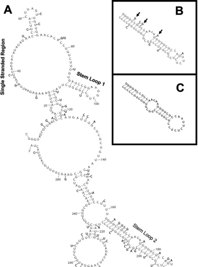 FIG. 4. Analysis of 20 retroviral genomes shows variant nucleotide positions within the RSE