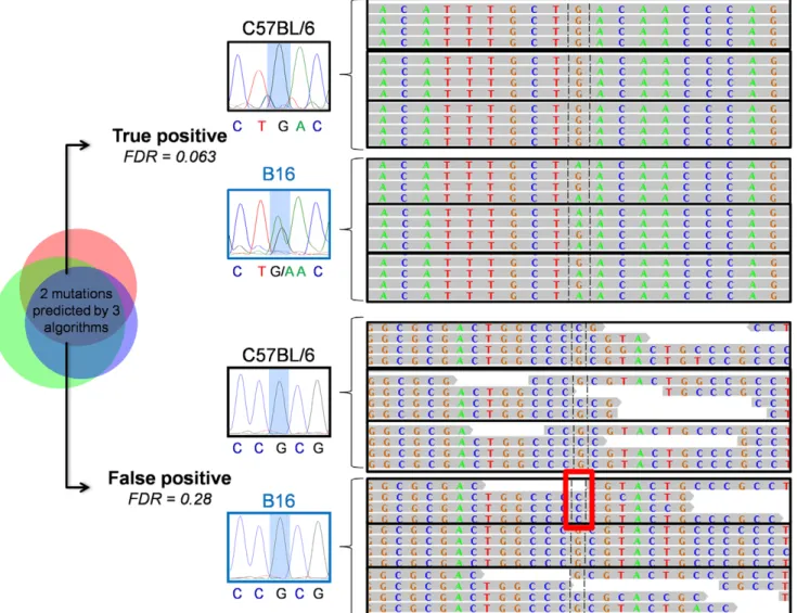 Figure 4. Genome browser screen shot for triplicate black6 and B16 samples and associated Sanger sequencing traces for the black6 and B16 DNA for both a true positive (chr4:155261079) and a false positive (chr4:151534480) mutation call
