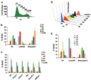 FIG. 1. EBV genomes replicate in mid to late S phase in Raji cells. (A) FACS analysis of PI-stained Raji cells was used to sort cells based ontheir position in the cell cycle