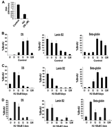 FIG. 2. HU advances replication timing of EBV. (A) Raji cells were treated with 50 �genome copy number