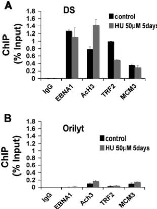 FIG. 4. TRF2 binding delays replication timing of OriPplasmids in HeLa cells after 10 day of hygromycin (100D98/HR1 cells after transfection with control or shTRF2 expression plasmids