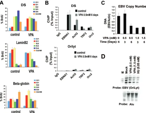 FIG. 5. VPA advances EBV replication timing and reduces viral genome copy number. (A) Raji cells treated with 0.5 mM VPA or control for6 days and then assayed for replication timing at DS, lamin B2, and beta-globin loci
