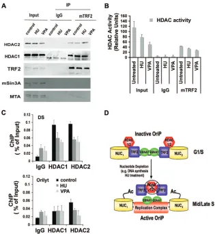 FIG. 6. HU and VPA alter HDAC activity and association with OriPfor panel A. (D) Schematic model of TRF2-HDAC regulation oftreated for 6 days were subject to IP with control IgG or TRF2 antibody