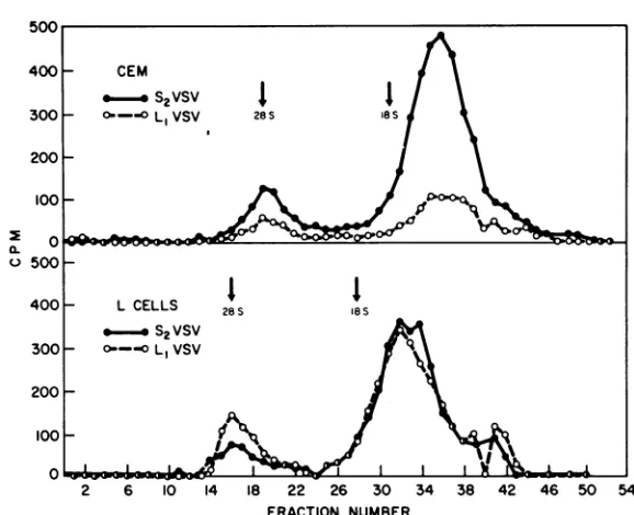 FIG. 5.presenceequalincorporatedCytoplasmic Velocity sedimentation analyses of RNA made in S2VSV- or L1VSV-infected CE or L cells in the of cycloheximide