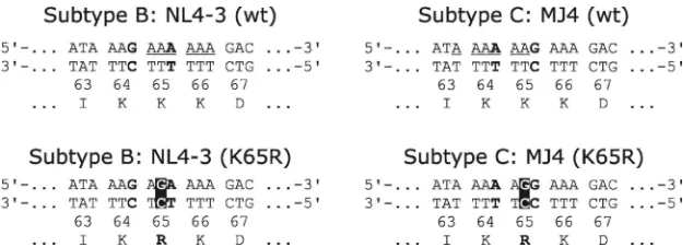 FIG. 1. Comparison of genomic sequences of subtype B and C HIV-1. The double-stranded DNA of the polto 67 is indicated