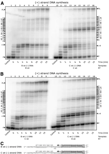 FIG. 2. (�DNA synthesis with subtype B wild-type RT on a subtype B template. A ladder of pausing is seen throughout the 65, 66, and 67 codons