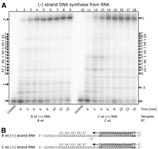 FIG. 3. (�synthesis with subtype B wild-type RT on a subtype B template, and lanes 10 through 18 depict (RT on a subtype C template