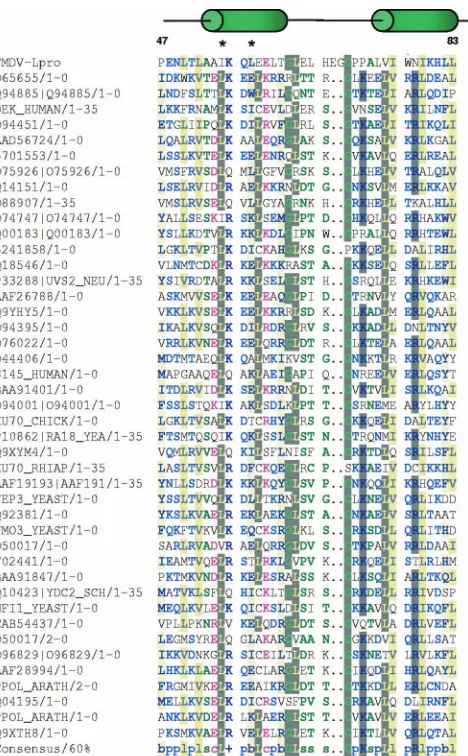 FIG. 1. Alignment of FMDV Lpropro partial amino acid sequence. protein sequence was aligned to all available sequences utilizing