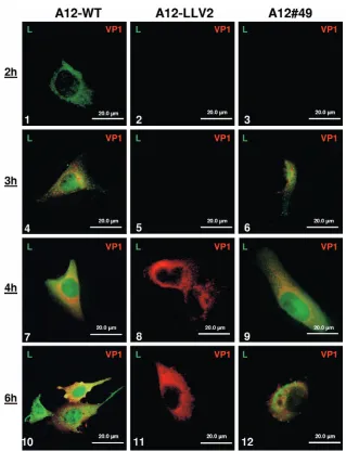 FIG. 3. IFA of LproA12-LLV2 (panels 2, 5, 8, and 11), or double SAP mutant A12#49 (panels 3, 6, 9, and 12) and were ﬁxed at different times postinfection