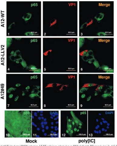 FIG. 4. IFA of p65/RelA during FMDV infection. LF-BK cells were infected at an MOI of 10 with WT (panels 1 to 3), A12-LLV2 (panels 4to 6), and the double SAP mutant A12#49 (panels 7 to 9)