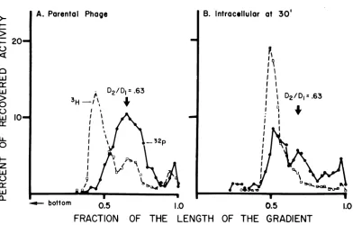 FIG.1.phosphorusfromexperiment;wereto infect Repair of breaks inflicted by32P decay in T4 DNA