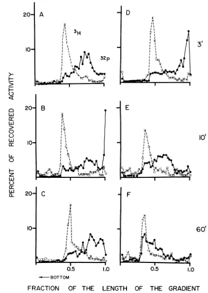 FIG. 4.revertant.revertantiscells observed Repair of UV-damaged DNA in a DNA polymerase mutant of E