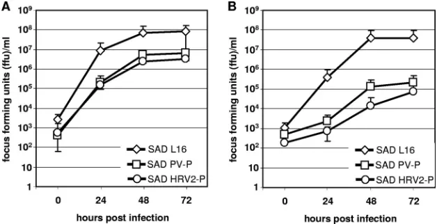 FIG. 3. IRES-dependent expression of RV P. (A) BSR T7/5 cellswere infected with the indicated RVs, and total RNA was isolated 48 h