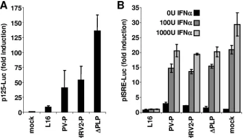 FIG. 5. Viral defects in counteracting IFN-�STAT signaling. (A) HEK 293T cells were transfected with the IFN-promoter-controlled plasmid p125-Luc and infected at an MOI of 3.FL expression was determined using the dual luciferase reporter sys-tem (Promega) 