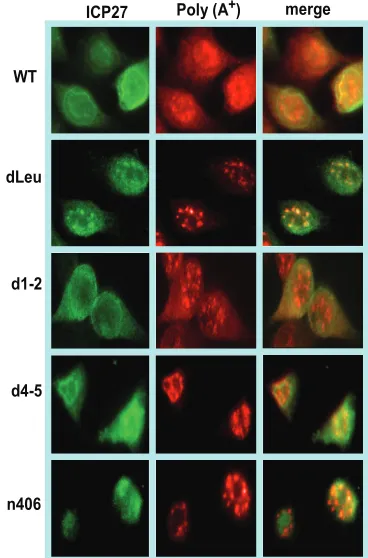 FIG. 1. A schematic representation of the ICP27 protein. The N-terminal leucine-rich region (LRR) and C-terminal zinc-ﬁnger-like