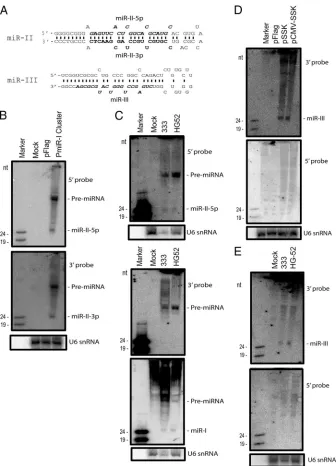 FIG. 1. Identiﬁcation of HSV-2 LAT-encoded less-abundant miRNAs. (A) Diagram of the predicted secondary structures of HSV-2 miR-IIand miR-III
