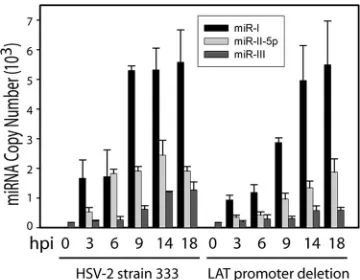 FIG. 2. Time course of LAT-encoded miRNA expression in LATmutant virus- and wild-type virus-infected cells