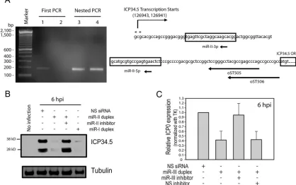 FIG. 4. miR-II and miR-III inhibit ICP34.5 and ICP0 expression, respectively. (A) Mapping of the transcription initiation site of the HSV-2ICP34.5 gene