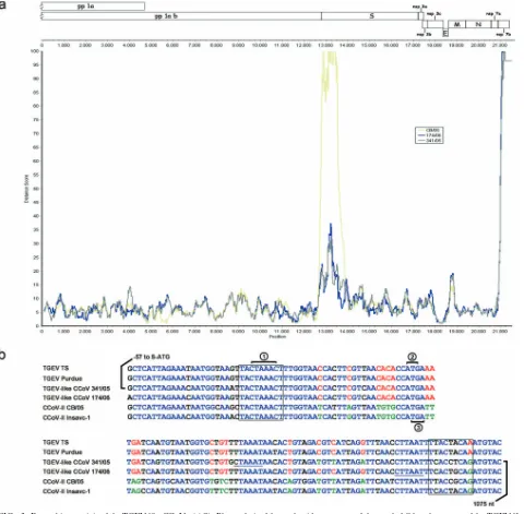 FIG. 2. Recombinant origin of the TGEV-like CCoVs. (a) SimPlot analysis of the nucleotide sequences of the nearly full-length genome of the TGEV-likeCCoVs