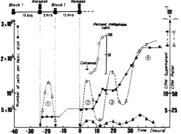 FIG.1.performedpulse4Determinationfollowedexcessdine.determinedhigh-molecular-weightaceticonewas1weight through i.Ci Synchronization by double excess thymi-SubcloneCV1cellsweresynchronizedby thymidine
