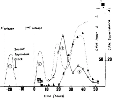 FIG. 3.asAt4.5incubatednizedoverlaidinfection described the Time course of SV40 DNA replication upon of cells in the middle of S