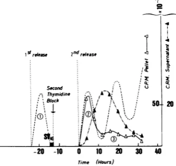 TABLE 1. Influence of the various periods of the cellcycle on adsorption of SV40