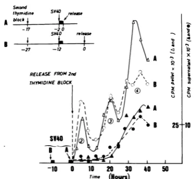 FIG. 6.lar Effect of the temporary prevention of cellu- DNA synthesis in cells infected at the beginning of