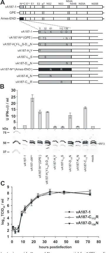 FIG. 4. Amino acids C112postinfection using the Mx/CAT reporter gene assay. Cell extracts were an-alyzed for IRF3 expression at 48 h postinfection by Western blotting andimmunodetection with a rabbit antiserum against porcine IRF3