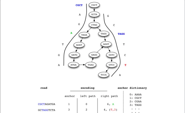 Fig. 2 Schematic description of L EON ’s path encoding. In the upper part, the mapping of two reads to the de Bruijn Graph is represented