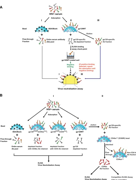 FIG. 1. Schematic diagram of the solid-phase adsorption process. HIV� serum, HIV-positive serum