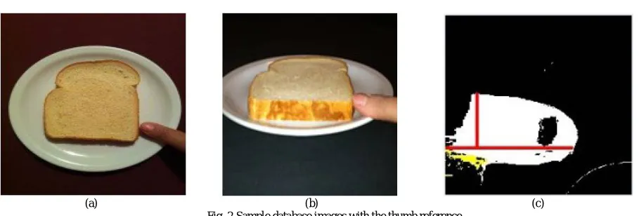 Fig. 2.Sample database images with the thumb reference  Figure 2 (a), (b) shows sample database images with the thumb reference, (c) shows computation of thumb dimensions