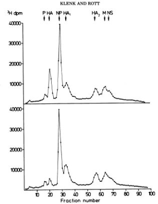FIG. 2.described60-min Polyacrylamide gel electrophoresis of FPV proteins. Cells were exposed to a pulse with [3H]leucine as in Fig