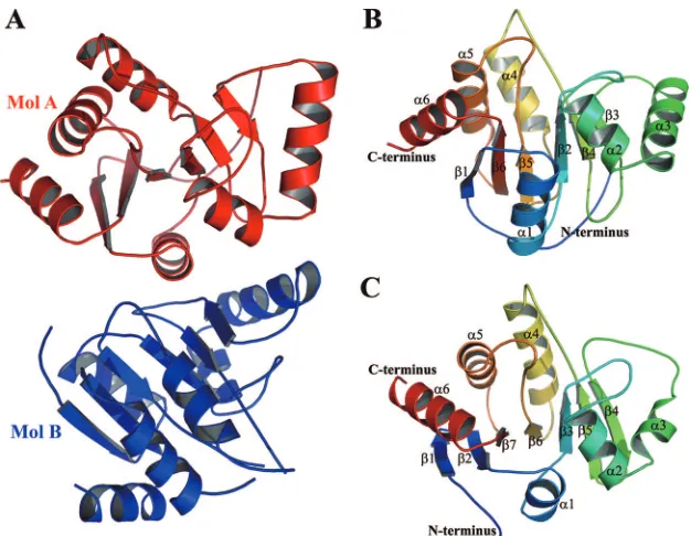 FIG. 1. Three-dimensional structures of the viral ADRP domains from IBV and HCoV-229E