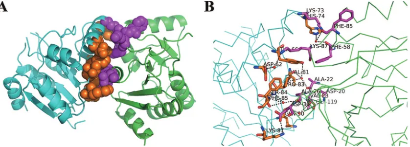 FIG. 2. Dimeric association of the ADRP domain from IBV. (A) The two monomers are shown in green (molecule A) and cyan (molecule B).Residues located in the dimerization interface are shown in sphere representation, and colored separately for each molecule (magenta for molecule