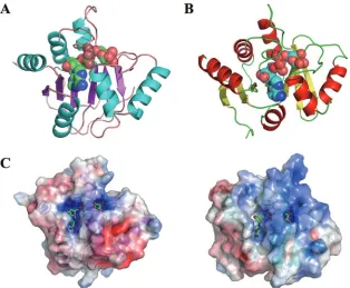 FIG. 4. Close-up view of the interactions in the ADRP domain:ADP-ribose complex from IBV and HCoV-229E