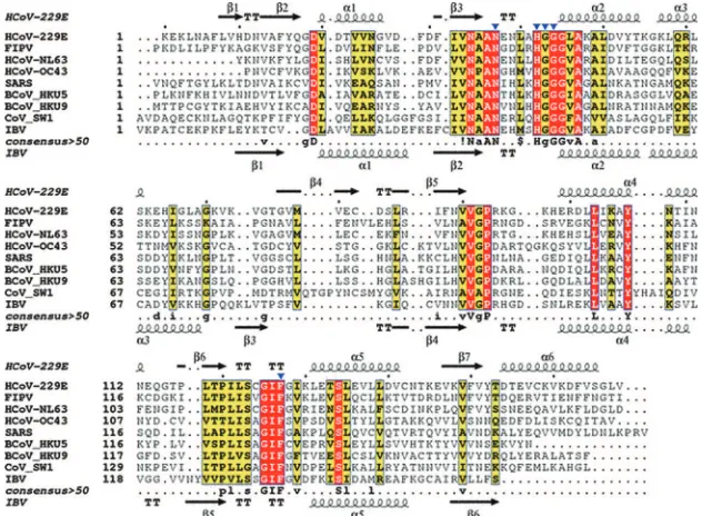 FIG. 5. Structure-based sequence alignment of the viral ADRP domains from all three main coronavirus lineages