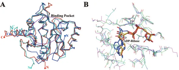 FIG. 6. Structural superposition of viral ADRP domains from the three main coronavirus lineages (HCoV-229E from group I, SARS-CoV fromgroup II, and IBV from group III)