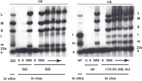 TABLE 2. Cells and plasmids used in this study