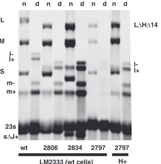 FIG. 3. Autoradiogram showing the synthesis of plus strands of Ldespite their absence in single-stranded RNA