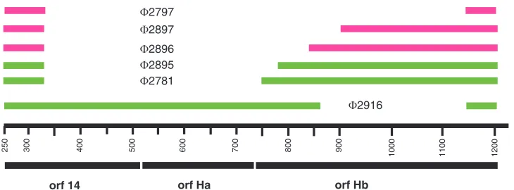 FIG. 6. Map showing deletion constructs involving the fusion of the N terminus of the ORF 14The designations of viruses with corresponding deletions are shown