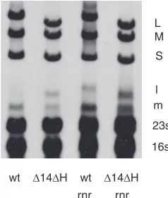FIG. 7. Autoradiogram showing that wild-type �the L transcript (l) but that thenot downregulate and that the8 downregulates �14 �H deletion mutant (�2797) does rnr knockout strain shows poor down-regulation even in infections with wild-type (wt) virus.