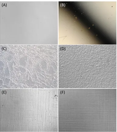 Figure 5-1: Example morphologies for (A) a well prepared and grown featureless sample, (B) a sample with debris most likely due to poor cleaning,21 (C) haziness areas due to poor sample blow-off or exposure to air during solvent/etch procedures and typically occurs near the edge, (D) granular morphology due to a bad growth temperature, (E) misfit dislocations due to tensile relaxation21 and (F) misfit dislocations due to compressive relaxation.21 