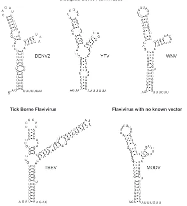 FIG. 5. Predicted 5�borne and tick-borne ﬂaviviruses and a ﬂavivirus with no known vector are shown