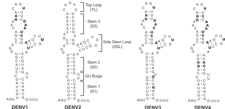 FIG. 2. Comparison of the nucleotide sequences and secondary structures of the SLA structures of different DENV serotypes