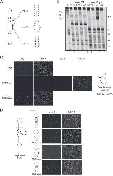 FIG. 3. Role of helical regions S2 and S3 in viral replication. (A) Schematic representation of speciﬁc mutations within S2 of SLA